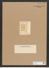 Surirella sp. (de-Toni-Nr.: Genus 53) Zeichnungen Sammlung Grunow Nr. 4851 (NHMW-BOT-W0373025)